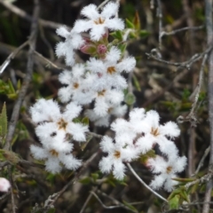 Leucopogon virgatus (Common Beard-heath) at Canberra, ACT - 20 Oct 2018 by RWPurdie