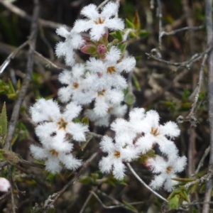 Leucopogon virgatus at Canberra, ACT - 20 Oct 2018