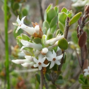 Brachyloma daphnoides at Hackett, ACT - 20 Oct 2018