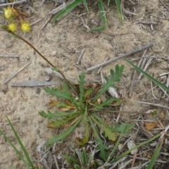 Goodenia pinnatifida at Hackett, ACT - 20 Oct 2018 12:00 AM