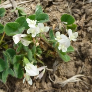 Trifolium subterraneum at Molonglo Valley, ACT - 20 Oct 2018