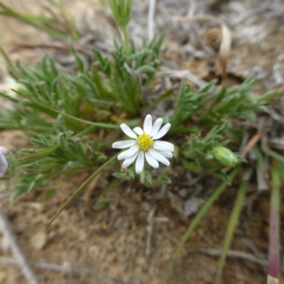 Vittadinia muelleri (Narrow-leafed New Holland Daisy) at Hackett, ACT - 19 Oct 2018 by RWPurdie