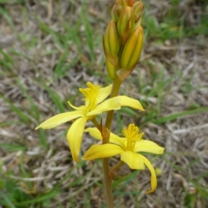 Bulbine bulbosa at Hackett, ACT - 20 Oct 2018