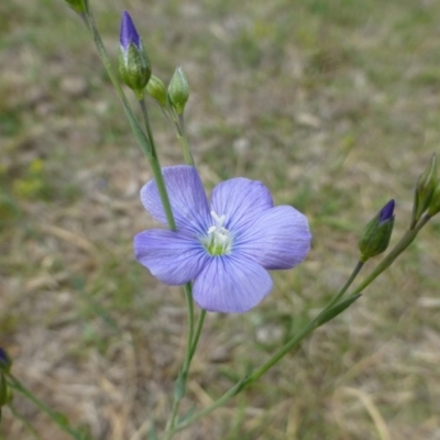 Linum marginale (Native Flax) at Hackett, ACT - 19 Oct 2018 by RWPurdie