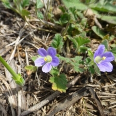 Erodium crinitum (Native Crowfoot) at Molonglo Valley, ACT - 19 Oct 2018 by RWPurdie