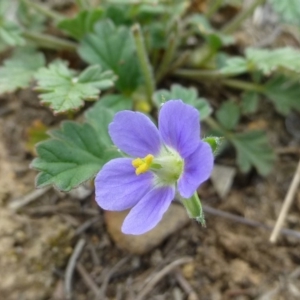 Erodium crinitum at Molonglo Valley, ACT - 20 Oct 2018