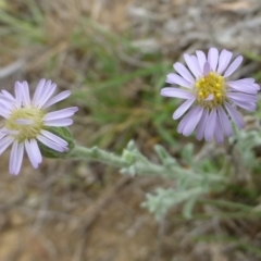 Vittadinia gracilis (New Holland Daisy) at Hackett, ACT - 20 Oct 2018 by RWPurdie