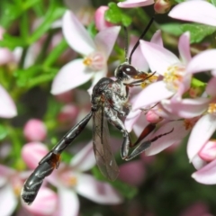 Pseudofoenus sp. (genus) (Unidentified bee-parasite wasp, burrowing bee parasite wasp) at Acton, ACT - 18 Oct 2018 by TimL