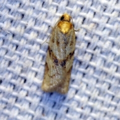 Merophyas divulsana (Lucerne Leafroller) at O'Connor, ACT - 19 Oct 2018 by ibaird