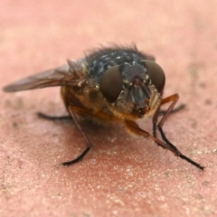 Calliphora stygia at Ainslie, ACT - 17 Oct 2018