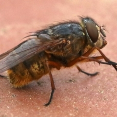 Calliphora stygia at Ainslie, ACT - 17 Oct 2018