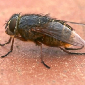 Calliphora stygia at Ainslie, ACT - 17 Oct 2018