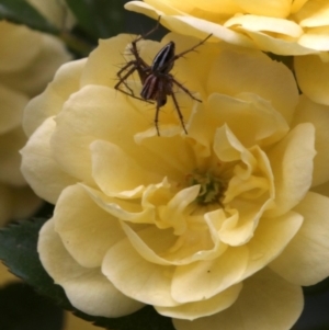 Oxyopes (genus) at Ainslie, ACT - 17 Oct 2018 12:19 PM
