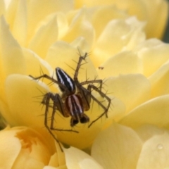 Oxyopes (genus) at Ainslie, ACT - 17 Oct 2018 12:19 PM
