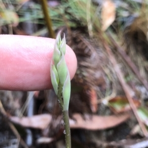 Calochilus sp. at Brindabella, NSW - suppressed