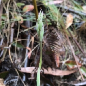 Calochilus sp. at Brindabella, NSW - suppressed