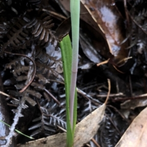 Calochilus sp. at Brindabella, NSW - 20 Oct 2018