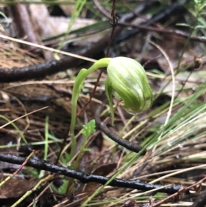 Pterostylis nutans at Brindabella, NSW - suppressed