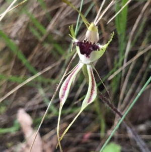 Caladenia parva at Brindabella, NSW - suppressed