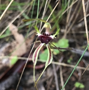 Caladenia parva at Brindabella, NSW - suppressed