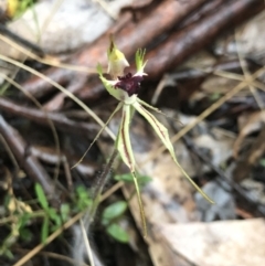 Caladenia parva at Brindabella, NSW - suppressed