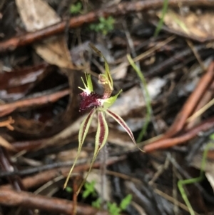 Caladenia parva at Brindabella, NSW - suppressed