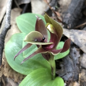 Chiloglottis valida at Brindabella, NSW - 20 Oct 2018