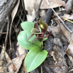 Chiloglottis valida at Brindabella, NSW - suppressed