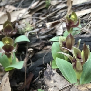 Chiloglottis valida at Brindabella, NSW - 20 Oct 2018