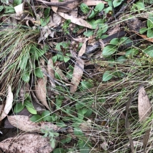 Chiloglottis valida at Brindabella, NSW - suppressed