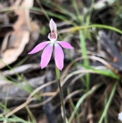 Caladenia carnea (Pink Fingers) at Brindabella, NSW - 20 Oct 2018 by AaronClausen