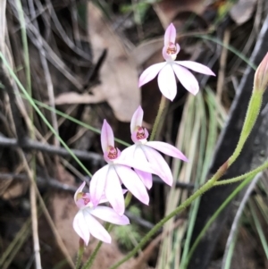 Caladenia carnea at Brindabella, NSW - suppressed