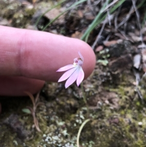 Caladenia carnea at Brindabella, NSW - suppressed