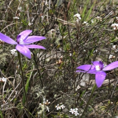 Glossodia major (Wax Lip Orchid) at Brindabella, NSW - 20 Oct 2018 by AaronClausen