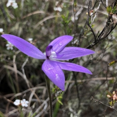 Glossodia major (Wax Lip Orchid) at Brindabella, NSW - 20 Oct 2018 by AaronClausen