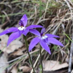 Glossodia major at Brindabella, NSW - suppressed