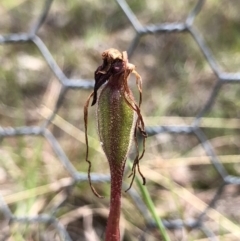 Caladenia orestes (Burrinjuck Spider Orchid) at Brindabella, NSW - 20 Oct 2018 by AaronClausen