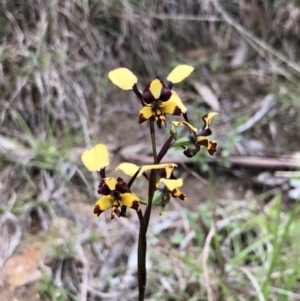 Diuris pardina at Brindabella, NSW - suppressed