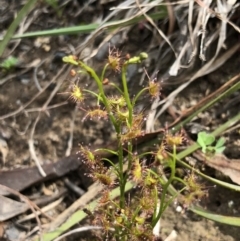 Drosera sp. (A Sundew) at Brindabella, NSW - 20 Oct 2018 by AaronClausen