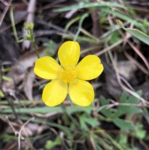 Ranunculus sp. at Brindabella, NSW - 20 Oct 2018 02:34 PM