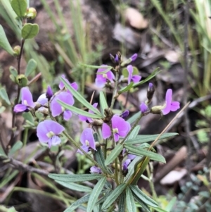 Glycine clandestina at Brindabella, NSW - 20 Oct 2018