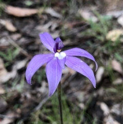 Glossodia major (Wax Lip Orchid) at Brindabella, NSW - 20 Oct 2018 by AaronClausen