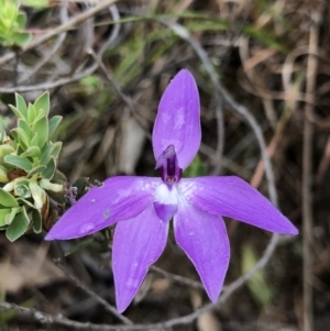 Glossodia major at Brindabella, NSW - suppressed