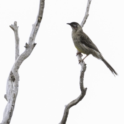 Anthochaera carunculata (Red Wattlebird) at Deakin, ACT - 13 Oct 2018 by JonSteinbeck