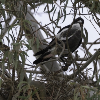 Gymnorhina tibicen (Australian Magpie) at Hughes, ACT - 13 Oct 2018 by JonSteinbeck