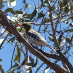 Oriolus sagittatus (Olive-backed Oriole) at Majura, ACT - 19 Oct 2018 by WalterEgo