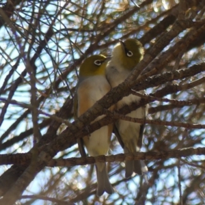 Zosterops lateralis at Majura, ACT - 19 Oct 2018