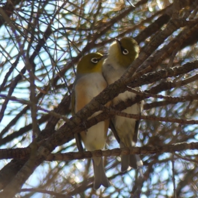 Zosterops lateralis (Silvereye) at Majura, ACT - 19 Oct 2018 by WalterEgo