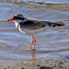 Charadrius melanops (Black-fronted Dotterel) at Molonglo Valley, ACT - 19 Oct 2018 by RodDeb