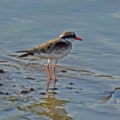 Charadrius melanops at Molonglo Valley, ACT - 19 Oct 2018